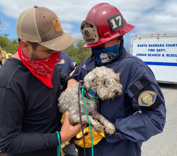 petrified pooch lives 3 days in a storm drain as firefighters rush to get her out 3