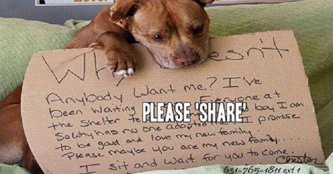 pit bull spends 5 years in shelter but 1