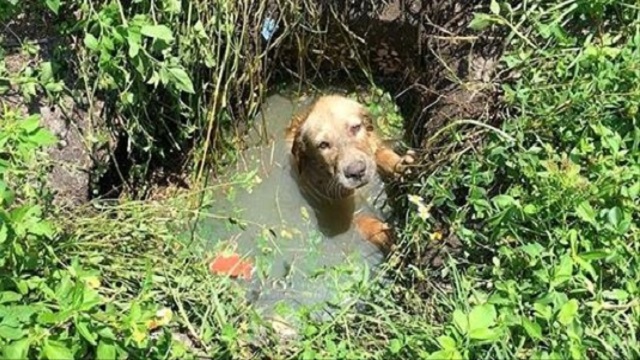 police officer helps save a puppy from drowning then decides to become his 1