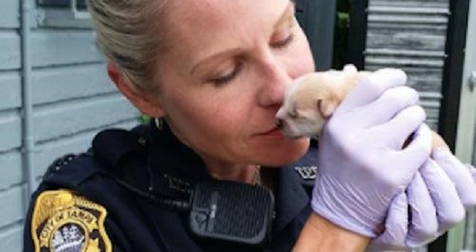 police rescue mother dog and pups 00