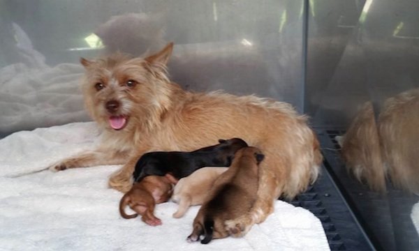 police rescue mother dog and pups 2