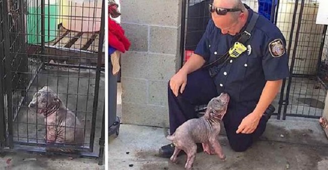 puppy chunkie reunites firefighter 1