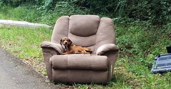 puppy dumped by side of the road in arm chair 1