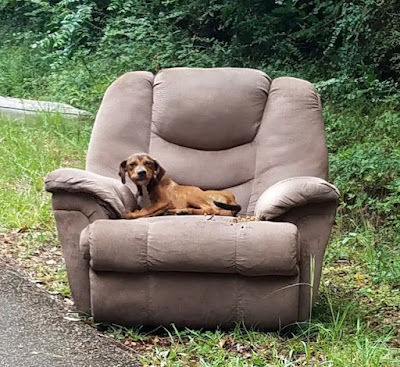 puppy dumped by side of the road in arm chair 1