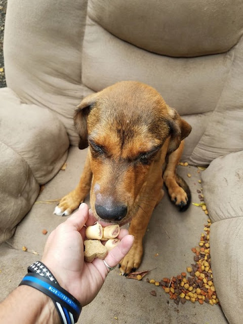 puppy dumped by side of the road in arm chair 2