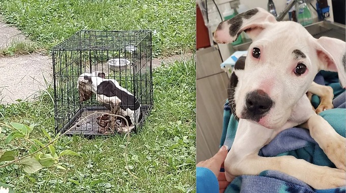 puppy found covered in feces so relieved to see rescuers