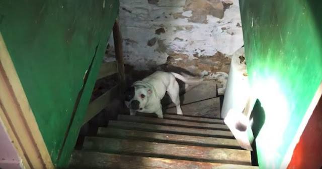 rescuers called person buys house finds pit bull chained basement 1