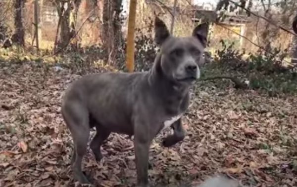 rescuers save dog with worst embedded 1 1