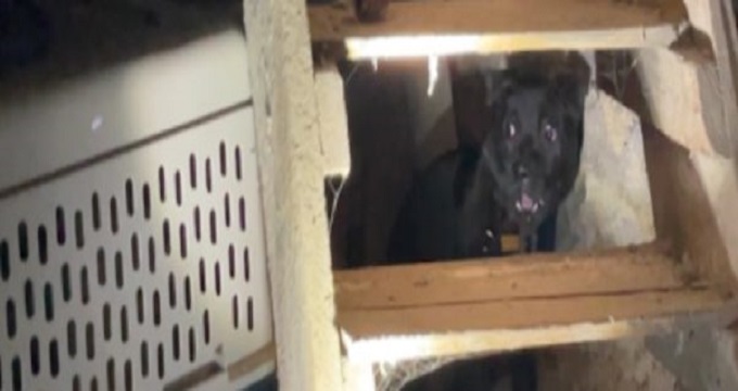 rescuers save dog with worst embedded 1