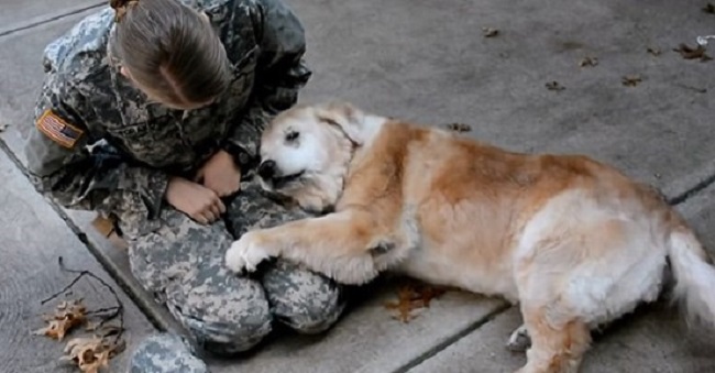 senior dog cant stand anymore watch sees soldier back home 1