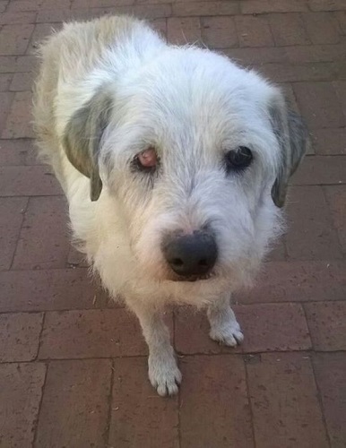 shelter dog who waited 15 years 1 1