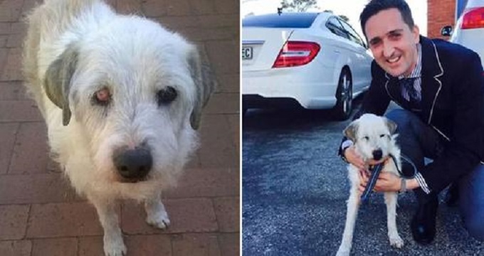 shelter dog who waited 15 years