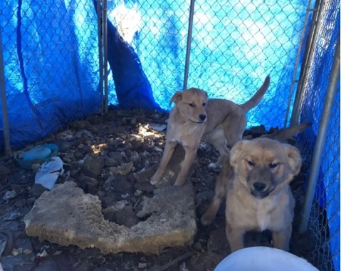 shelter puppy and her sister hug 1