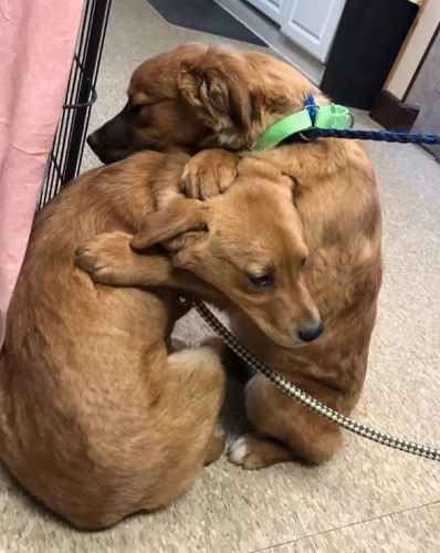 shelter puppy and her sister hug 2