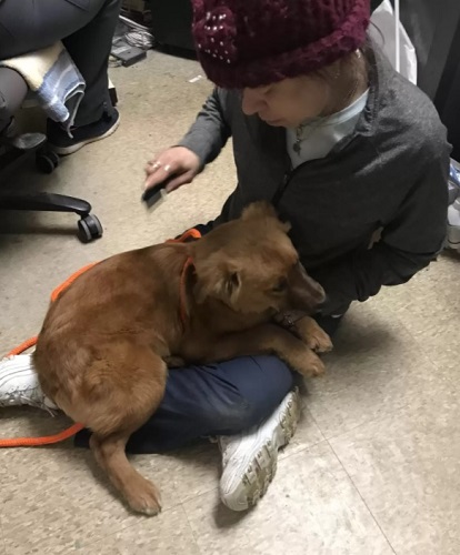 shelter puppy and her sister hug 5