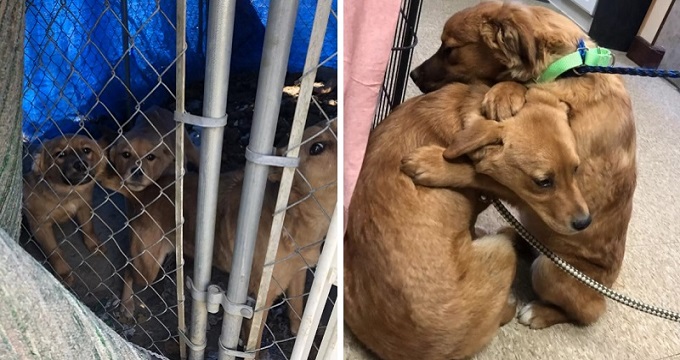 shelter puppy and her sister hug