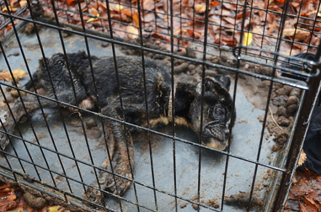 starved dog left die crate sophie