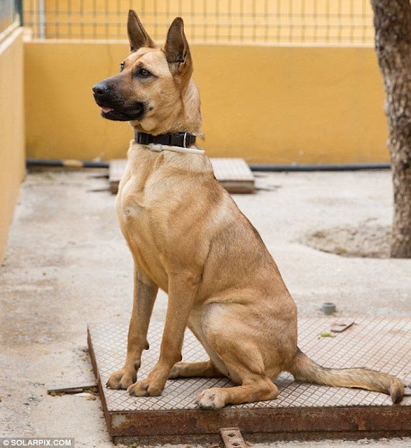 starved puppy looks bony after not 10