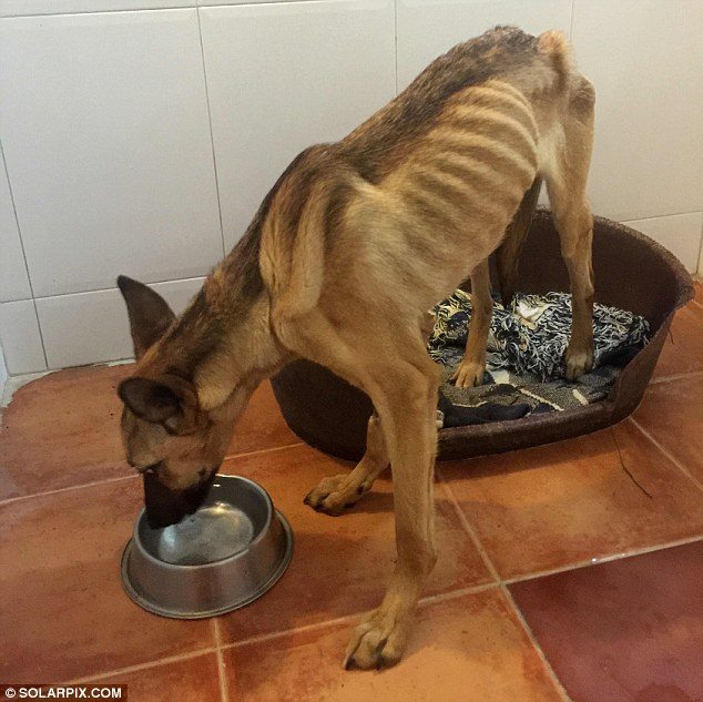 starved puppy looks bony after not 6