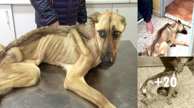 starved puppy looks bony after not