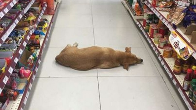 store opens their doors for stray dog to cool off on hot summer day 1