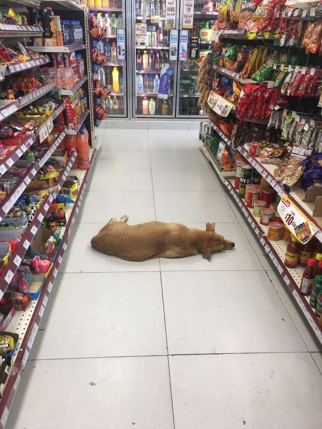 store opens their doors for stray dog to cool off on hot summer day 2