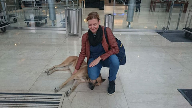 stray dog never gives up on waiting for flight attendant outside hotel and she finally adopts him 1