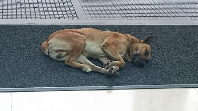 stray dog never gives up on waiting for flight attendant outside hotel and she finally adopts him 2