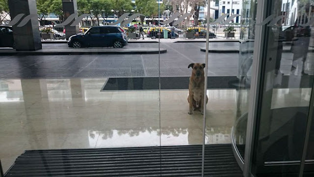 stray dog never gives up on waiting for flight attendant outside hotel and she finally adopts him 3 1