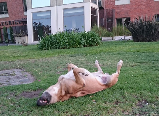 stray dog never gives up on waiting for flight attendant outside hotel and she finally adopts him 4