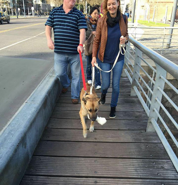 stray dog never gives up on waiting for flight attendant outside hotel and she finally adopts him 5