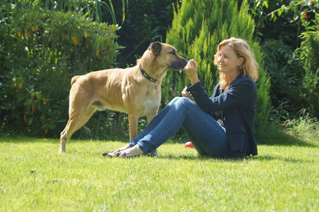 stray dog never gives up on waiting for flight attendant outside hotel and she finally adopts him 7