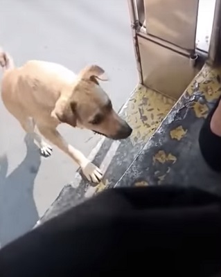 stray dog wont stop chasing bus until driver adopts her 1 1