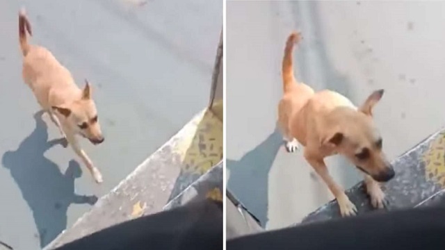 stray dog wont stop chasing bus until driver adopts her 1