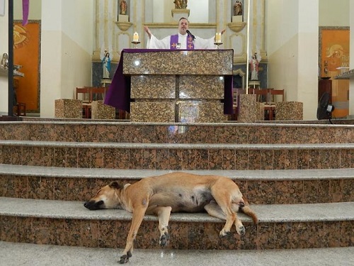 stray dogs are brought to mass by a brazilian priest to get them adopted 1 1