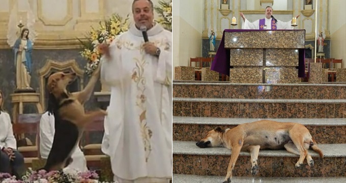 stray dogs are brought to mass by a brazilian priest to get them adopted 1