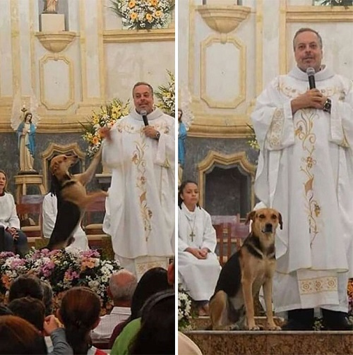 stray dogs are brought to mass by a brazilian priest to get them adopted 2