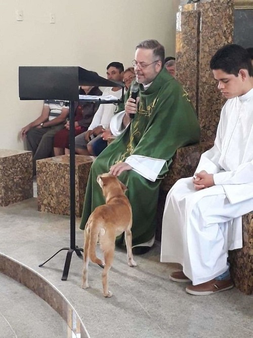 stray dogs are brought to mass by a brazilian priest to get them adopted 3