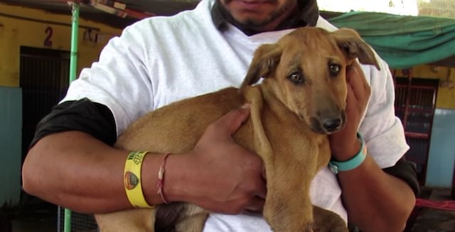 stray puppy hit by train wags his tail 2