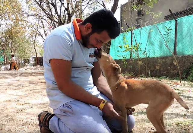 stray puppy hit by train wags his tail 4