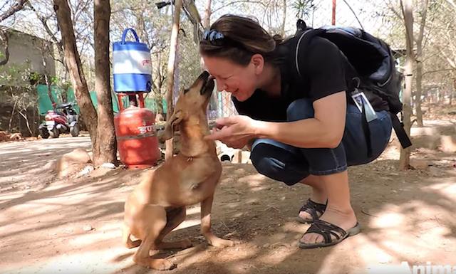 stray puppy hit by train wags his tail 5