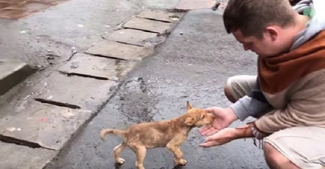 Stray Puppy Wags Her Tail At Every Passerby Trying To Get Someone To Notice Her