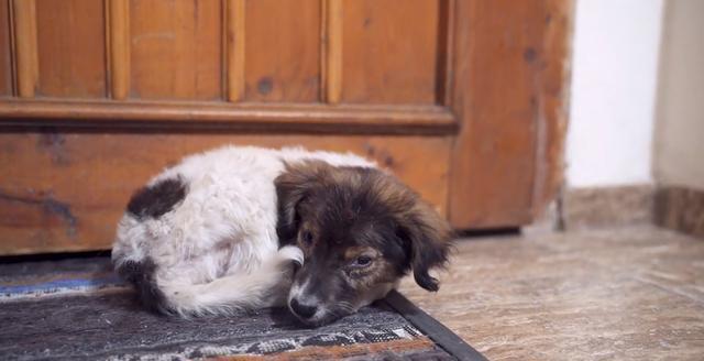 A abandoned dog, after being rescued, lives cautiously, afraid of dirtying the house and actively sleeps on a mat.