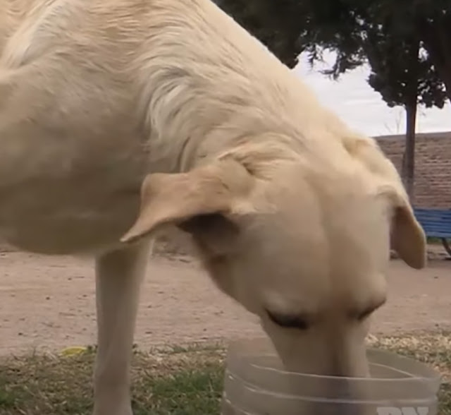 the dog that comforts people who have 2