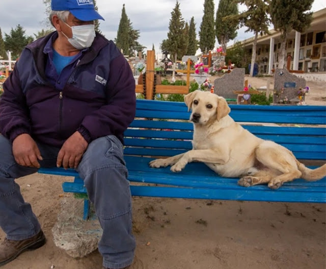 the dog that comforts people who have 5