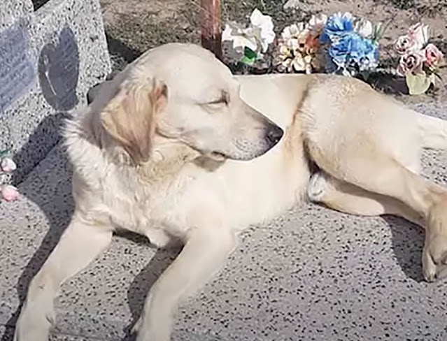 the dog that comforts people who have 6