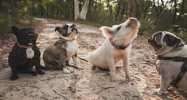 this pig is convinced she is puppy does 1