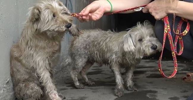 two abandoned dogs in sewer cry for help until kids hear them