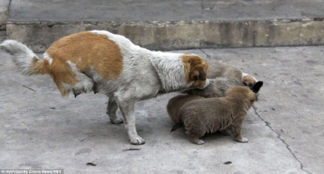 two legged stray momma cares homeless family 1