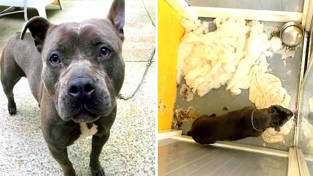 uncaring owner dumps dog at groomer shes been waiting 3 yrs in dingy basement 1